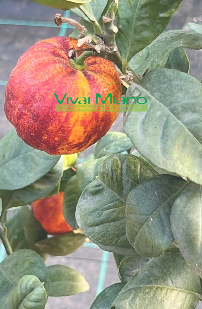 Szivárvány Narancs Növény