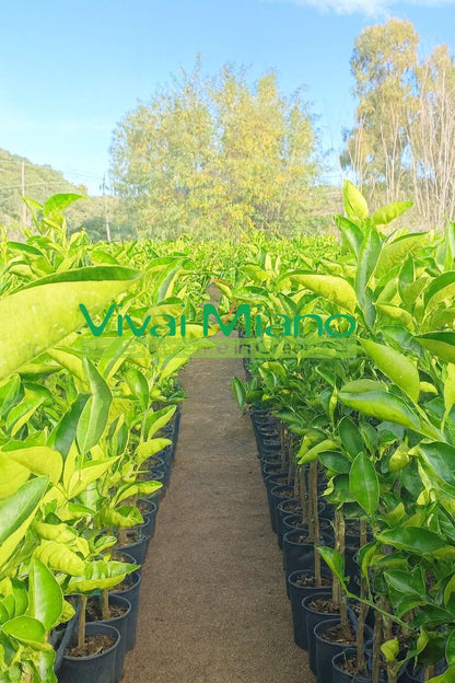 Ippolito tarocco narancsfa