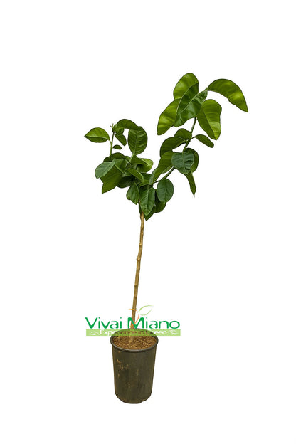 Szivárvány Narancs Növény