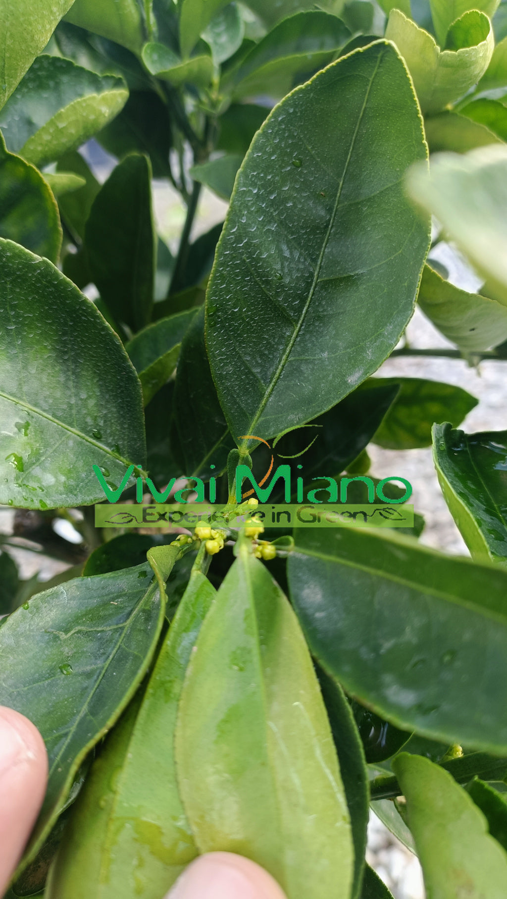 Lane Late narancsfatövek (20-as konténerben)