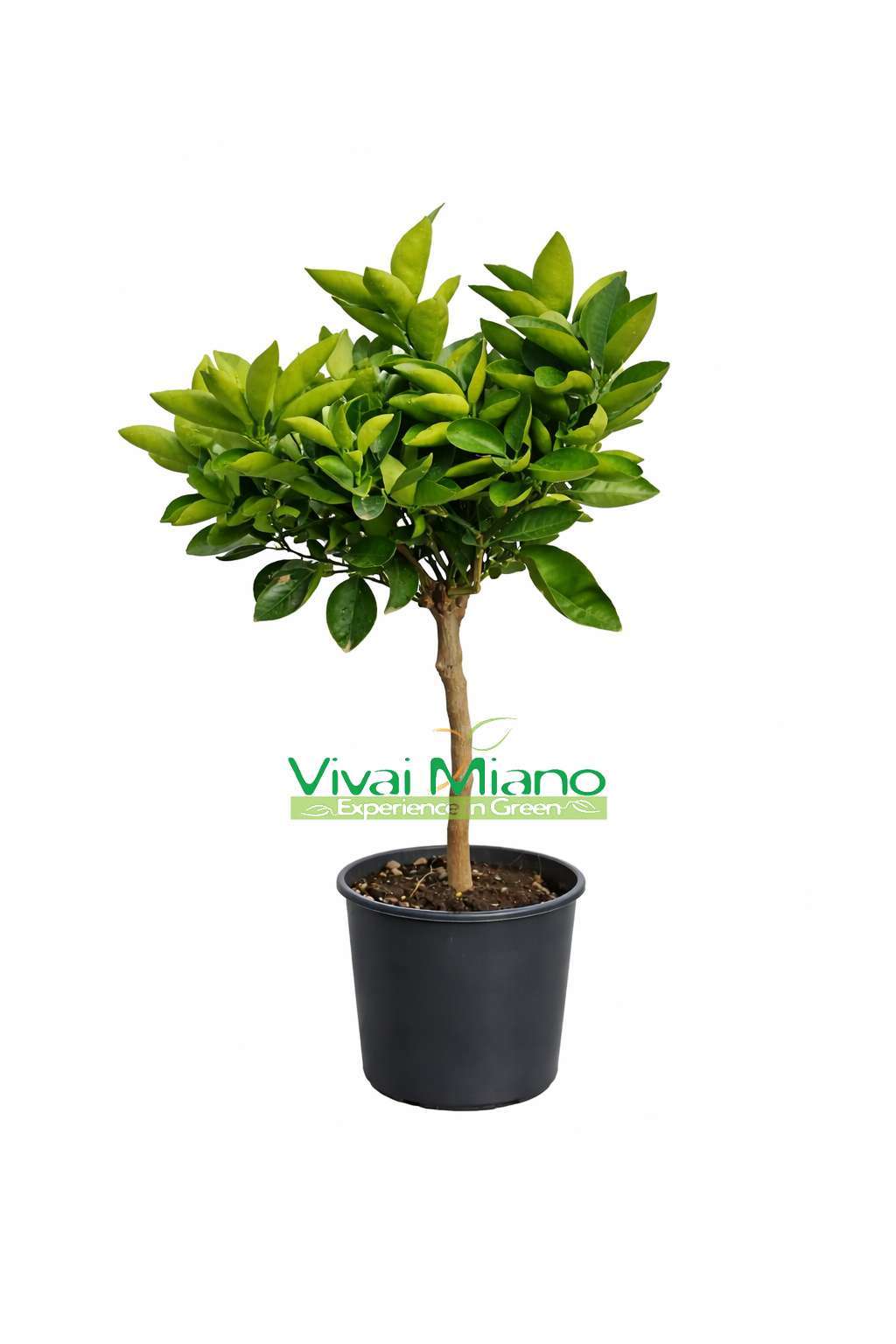 Lane Late narancsfatövek (20-as konténerben)