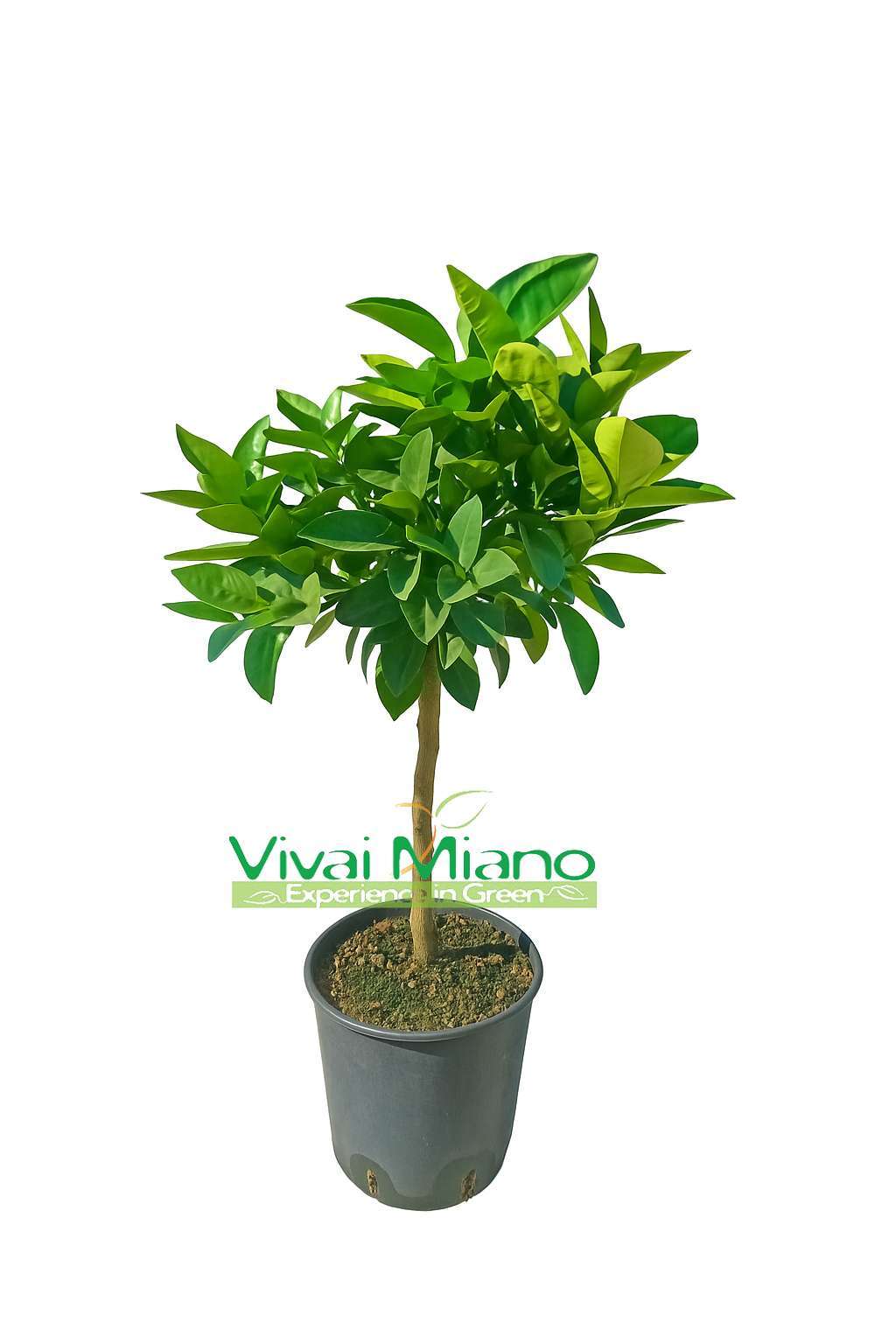 Moro narancsfák vagy szicíliai vörös narancs (20-as cserép)