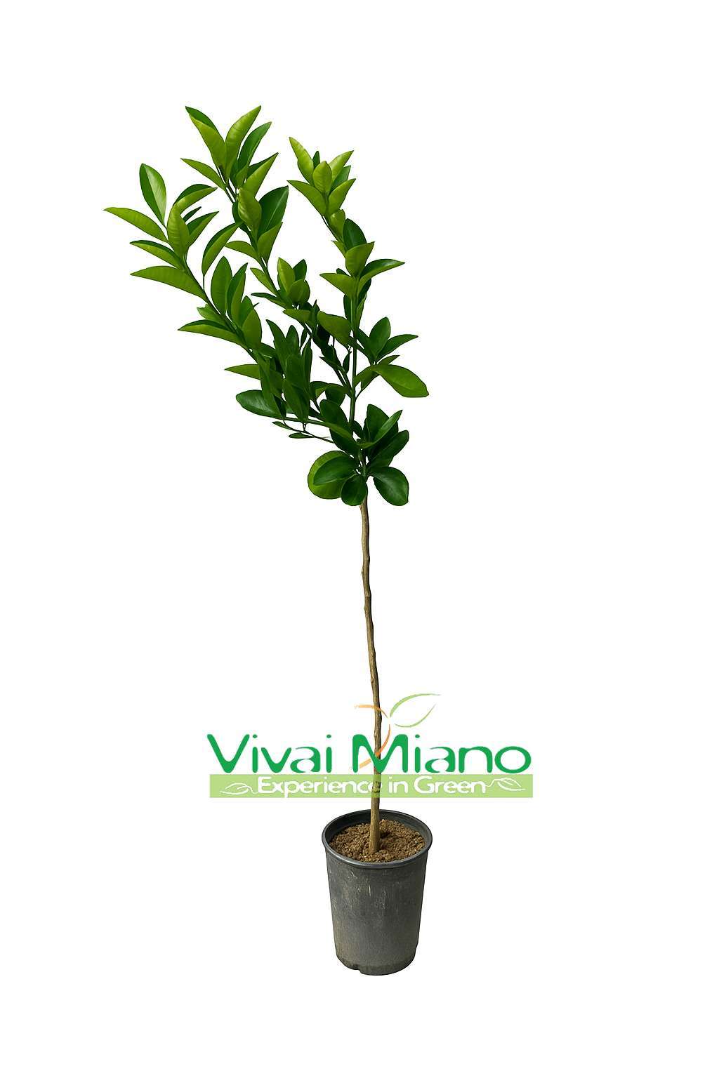 Moro narancsfák vagy szicíliai vörös narancs