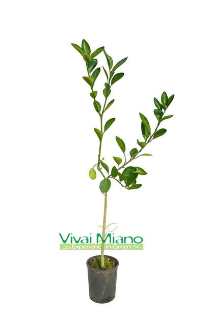 Navel Chocolate narancsfacsemete