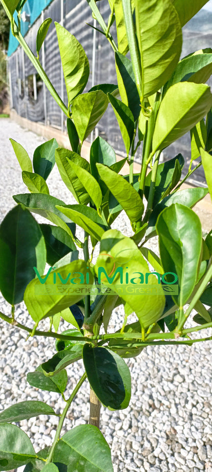 Moscato vérnarancs facsemete