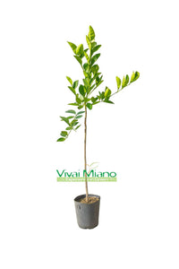 Moscato vérnarancs facsemete