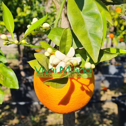 Moscato vérnarancs facsemete