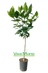 Tarocco narancsfám "Naspolya levél"