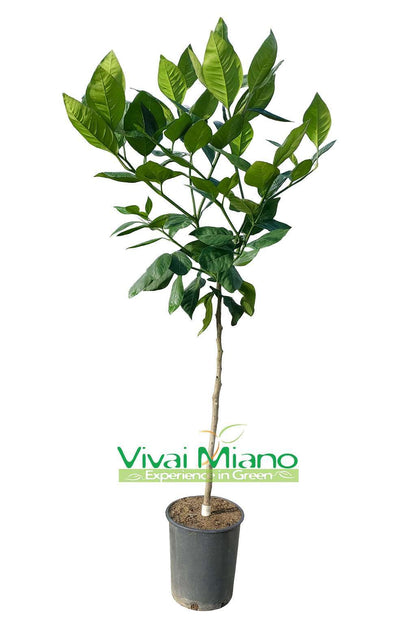 Tarocco narancsfám "Naspolya levél"