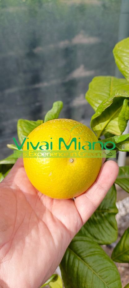 Tarocco narancsfám "Naspolya levél"