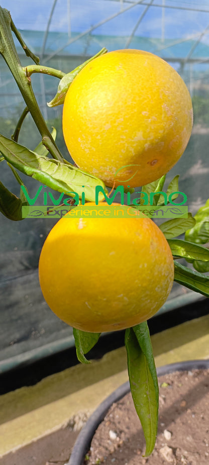 Tarocco narancsfám "Naspolya levél"