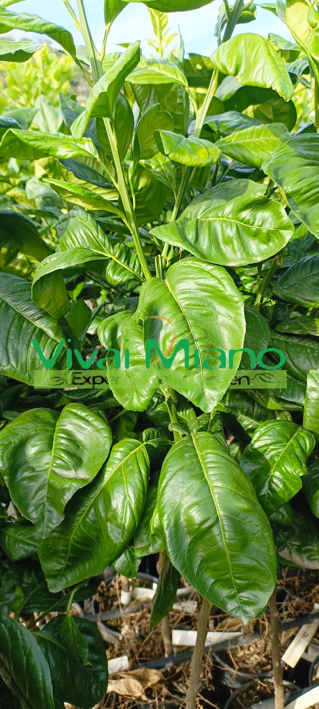 Tarocco narancsfám "Naspolya levél"