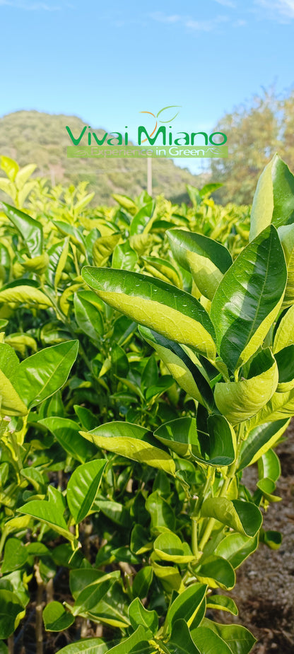 Ippolito tarocco narancsfa