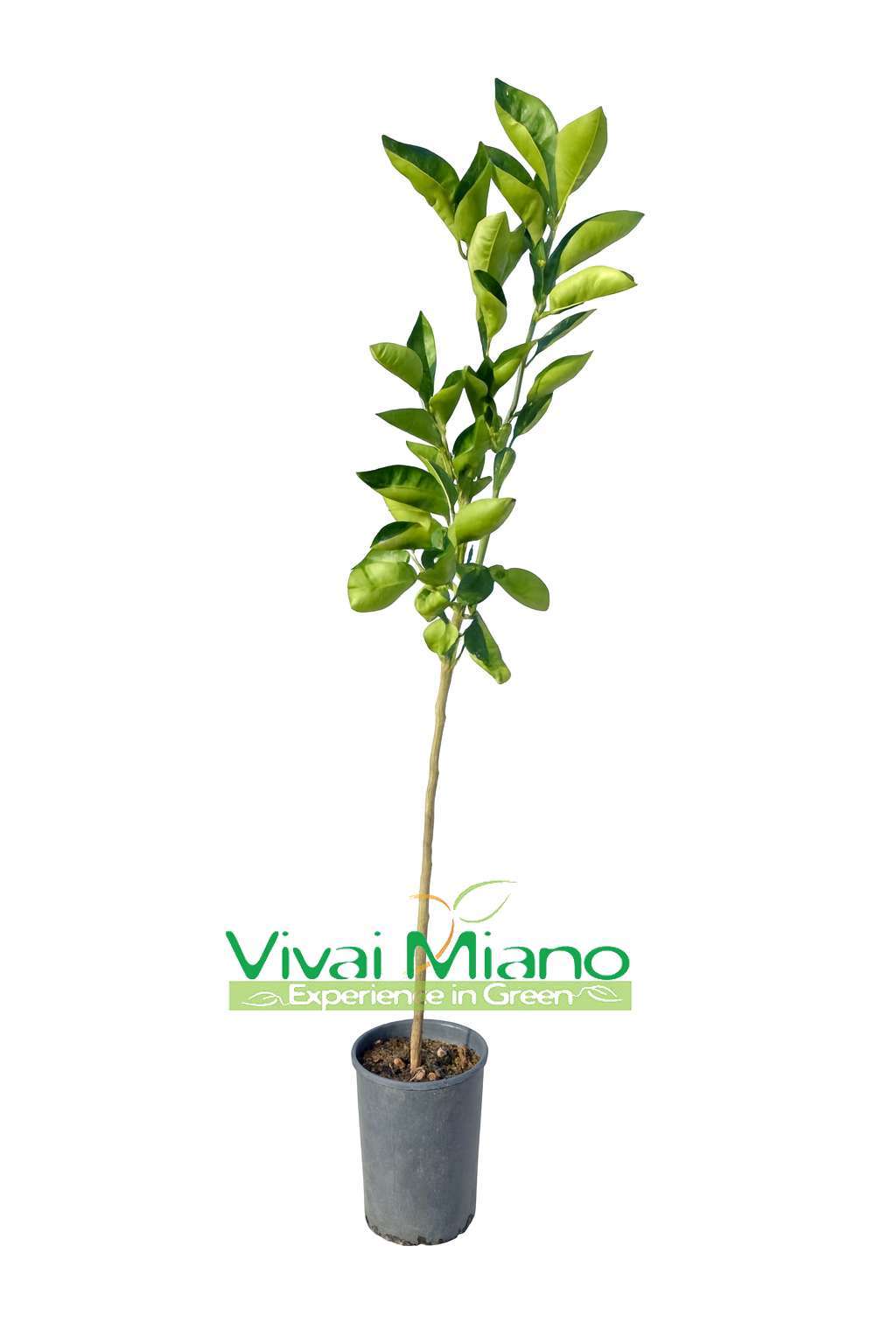 Ippolito tarocco narancsfa