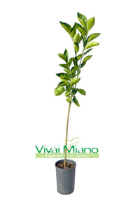 Ippolito tarocco narancsfa