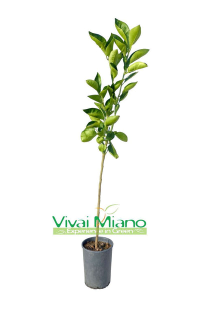 Ippolito tarocco narancsfa