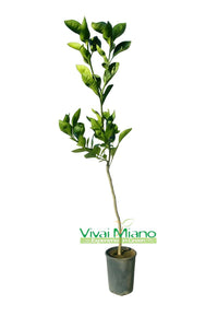 Tarocco Meli narancsfacsemete