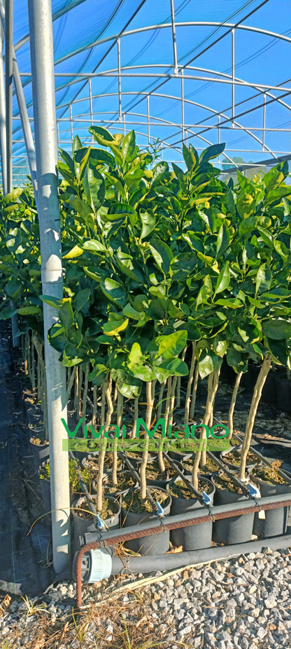 Tarocco Meli narancsfacsemete