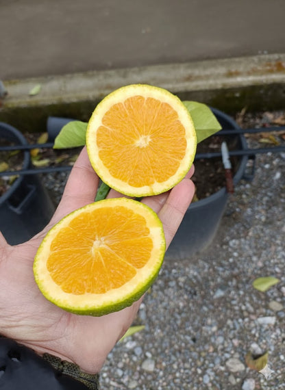 Valencia narancsfák