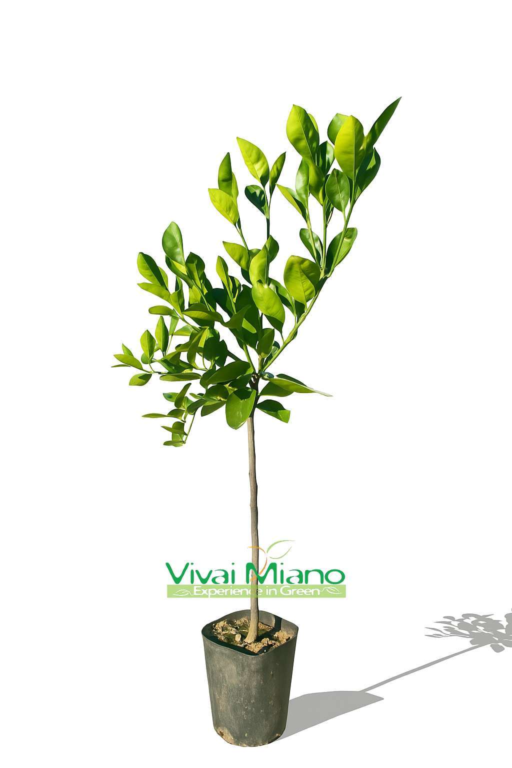 Vanília narancs vagy édes narancs növény