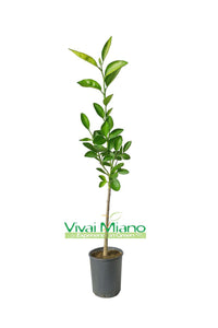 Washington Navel narancsfa