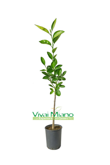 Washington Navel narancsfa