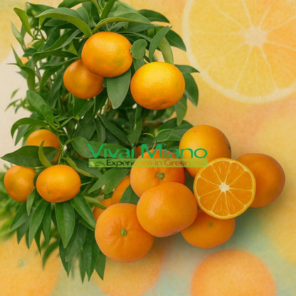 Hernandina klementinfa