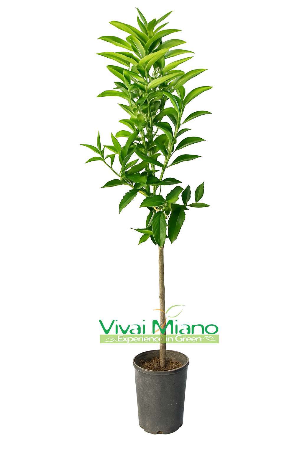 Hernandina klementinfa