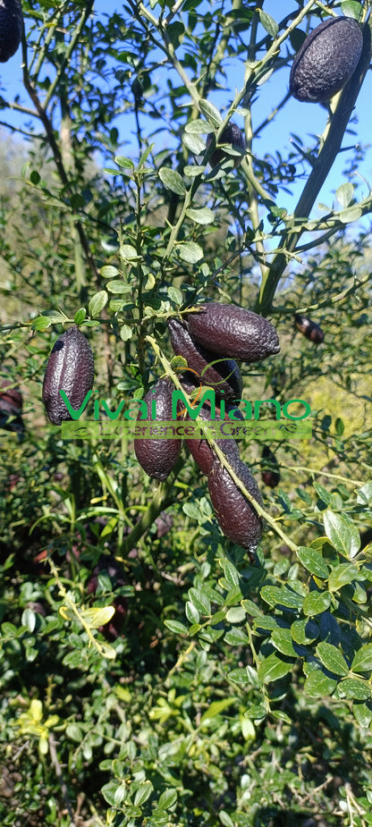 Vörös Ujjcitrus növény