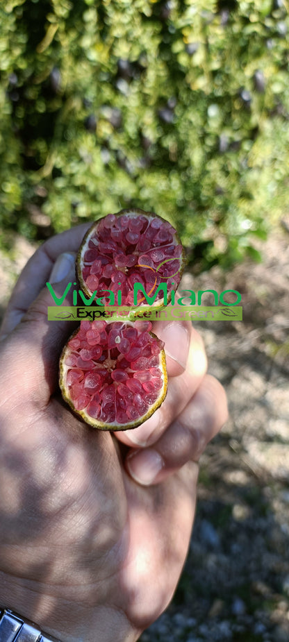 Vörös Ujjcitrus növény