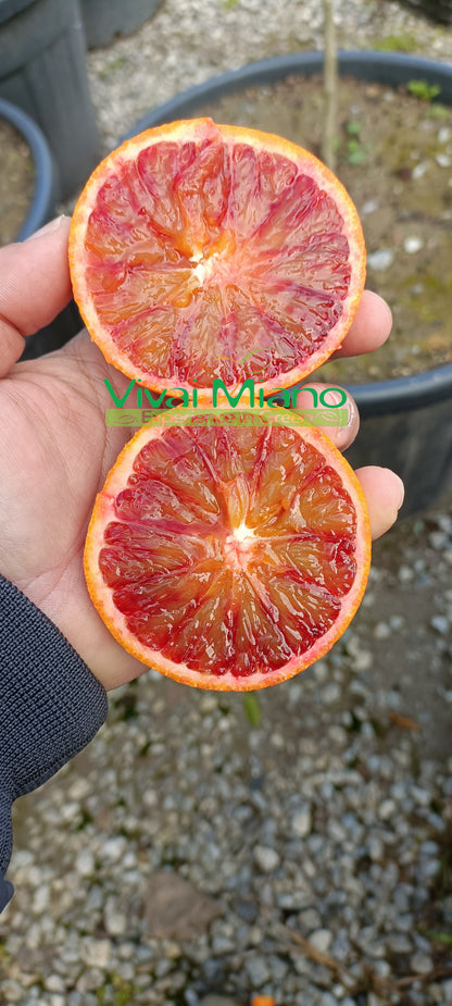 Tarocco narancsfám "Naspolya levél"