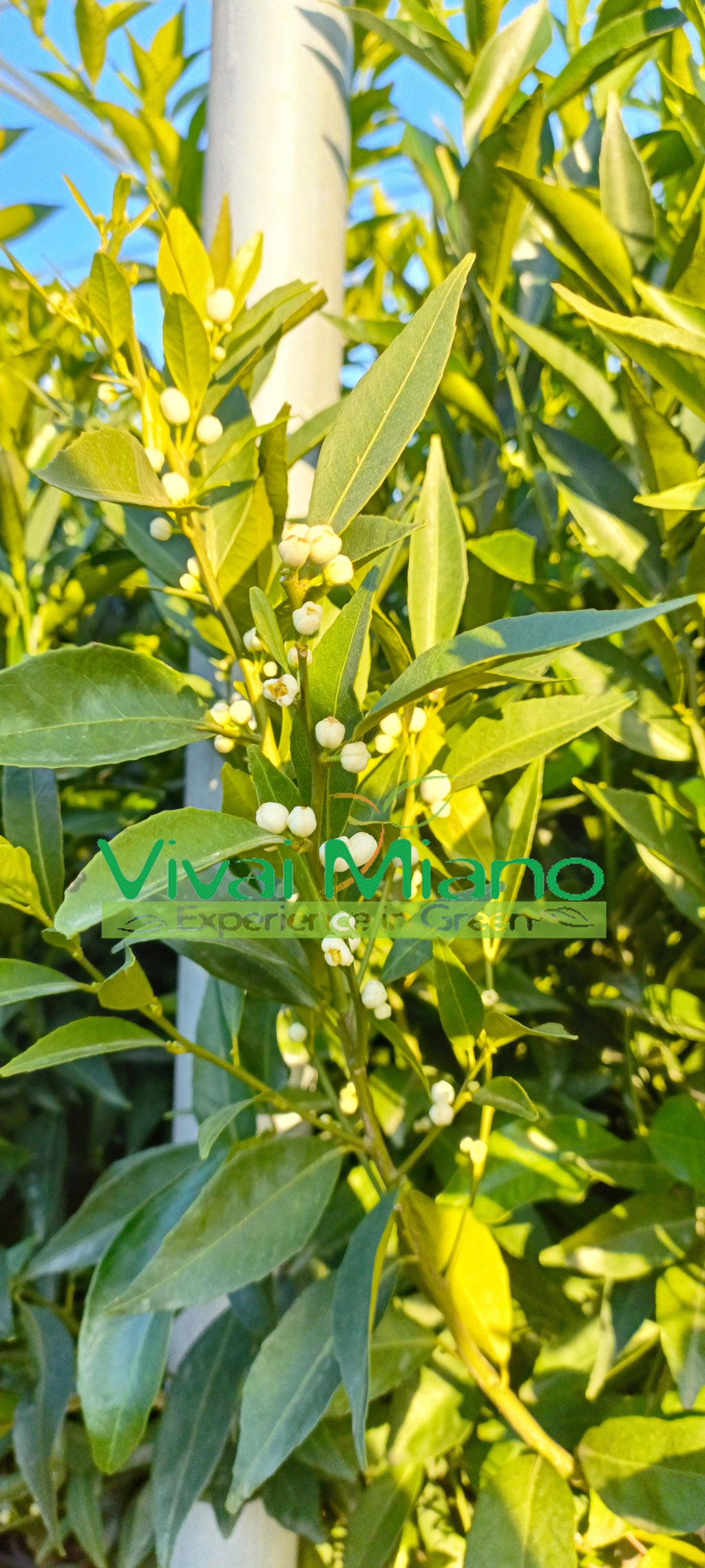 Ciaculli késői mandarin facsemete