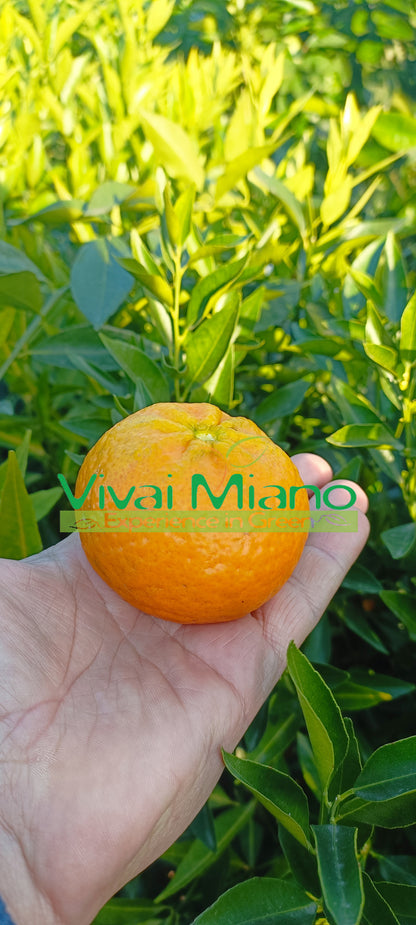 Mandarin facse (24-es cserép)
