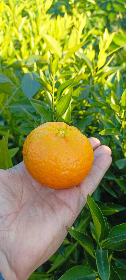 Mandarinfacsemete (20-as cserép)