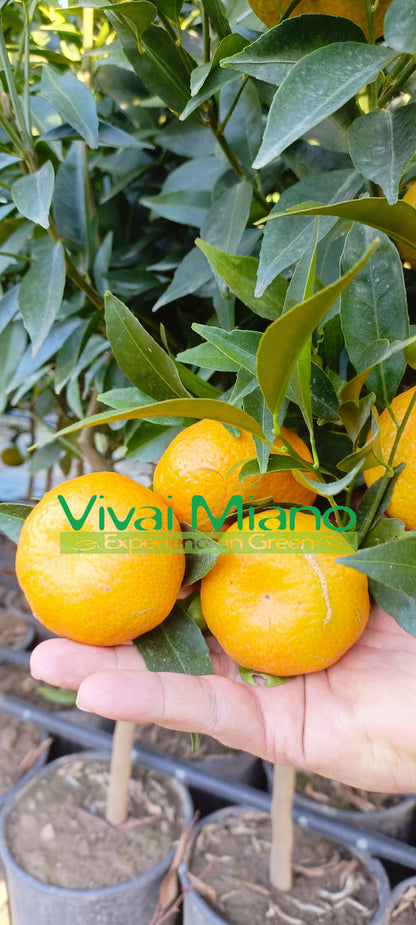 Mandarin facse (24-es cserép)