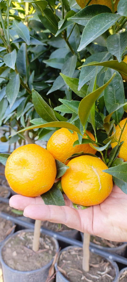 Mandarinfacsemete (20-as cserép)