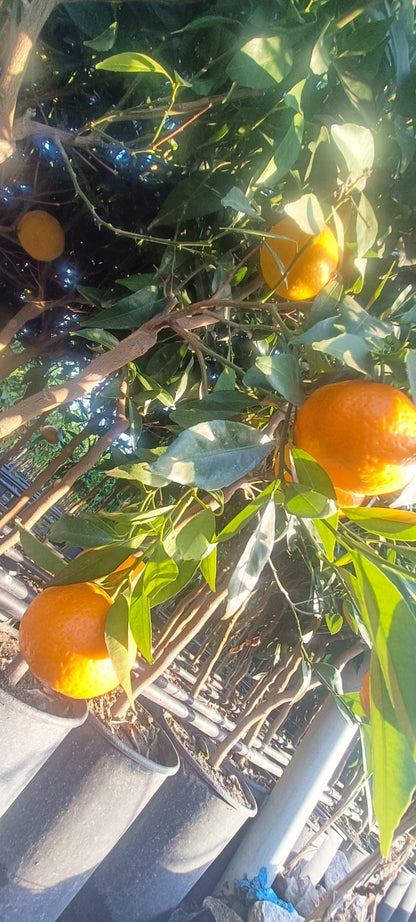 Mandarinfacsemete (20-as cserép)