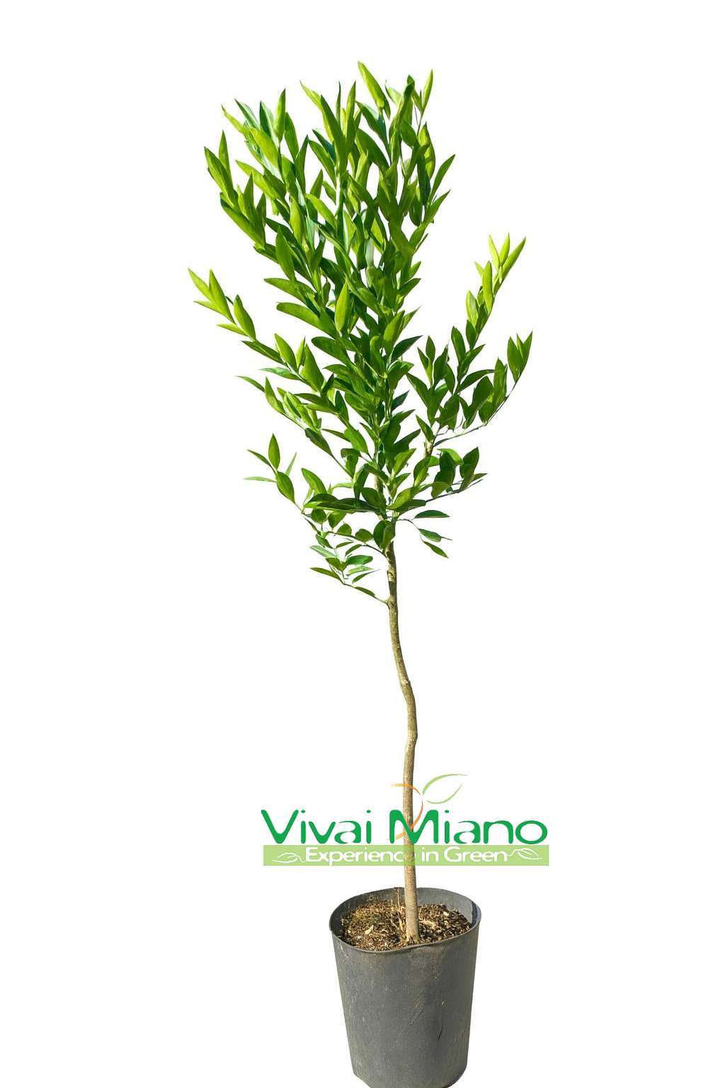 Ciaculli késői mandarin facsemete