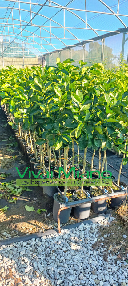 Lane Late narancsfatövek