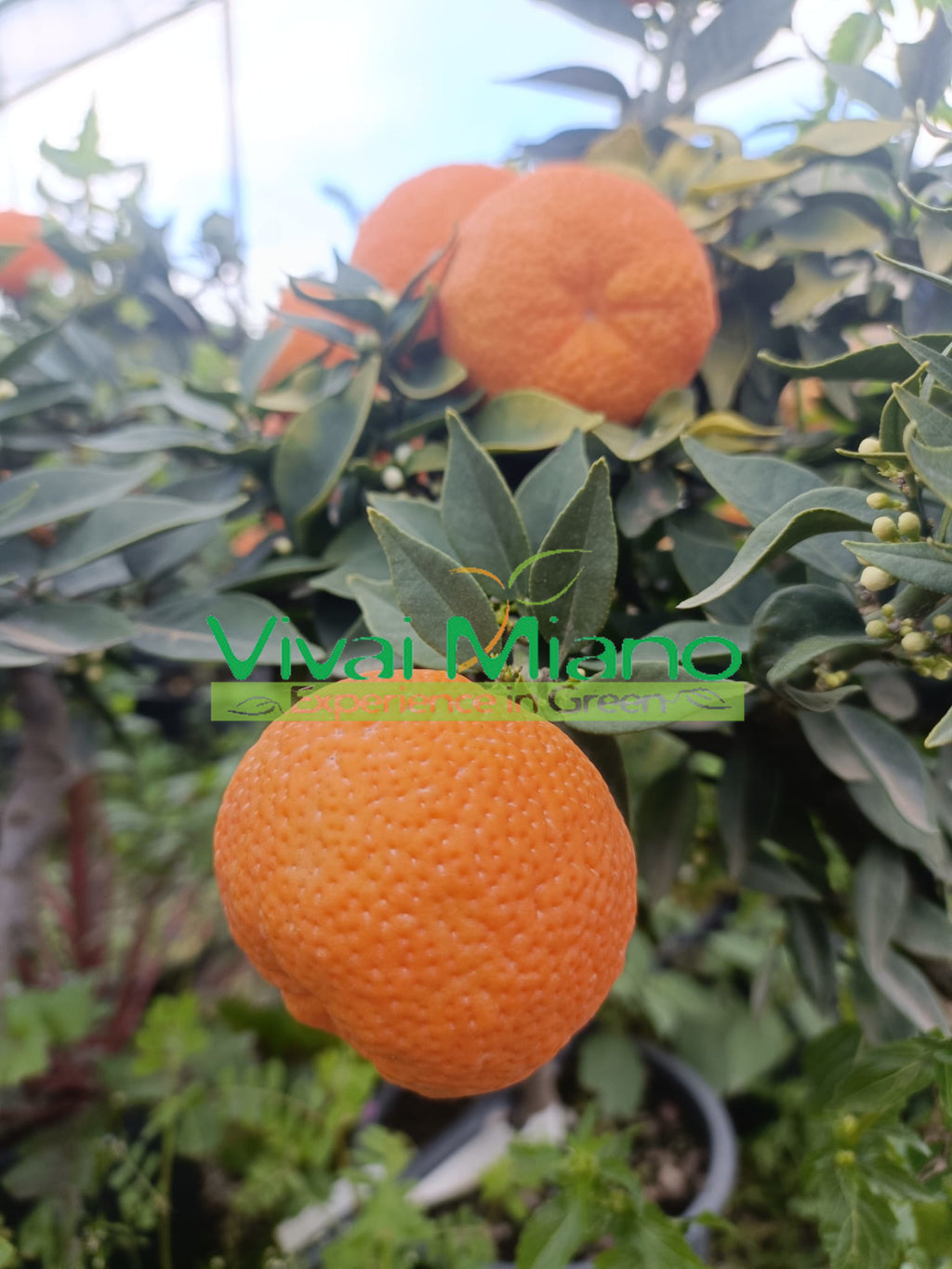 Chinotto (citrus myrtifolia) növény (20-as cserép)