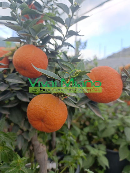 Chinotto (citrus myrtifolia) növény (20-as cserép)