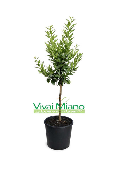Chinotto (citrus myrtifolia) növény (20-as cserép)