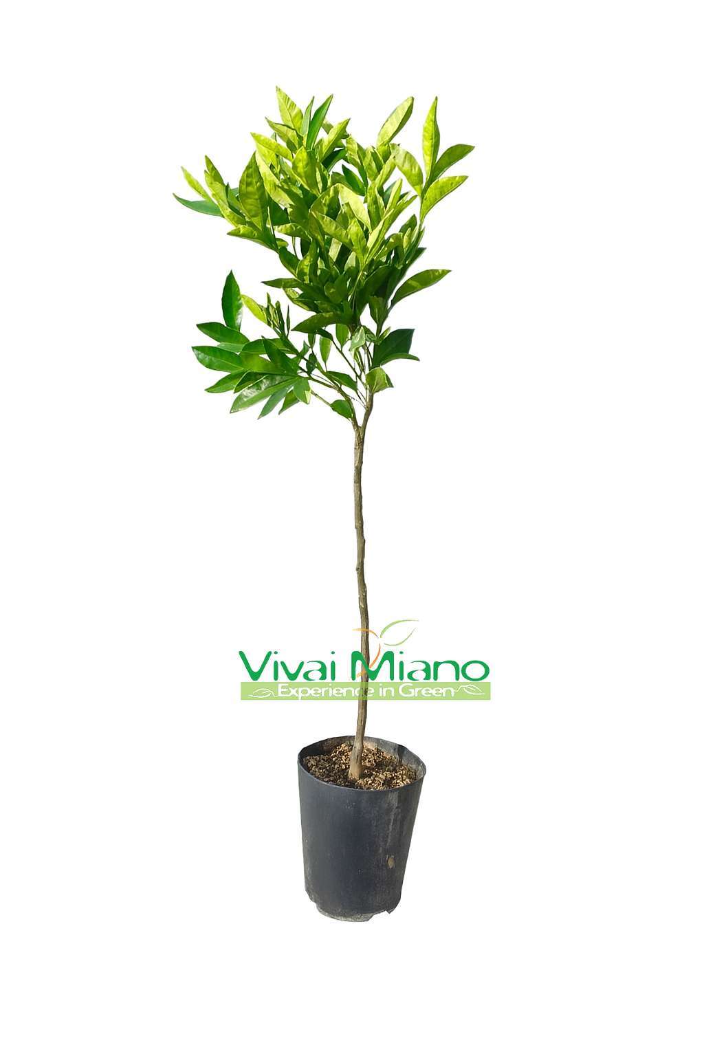 Klementin Tangelo Nova csemete