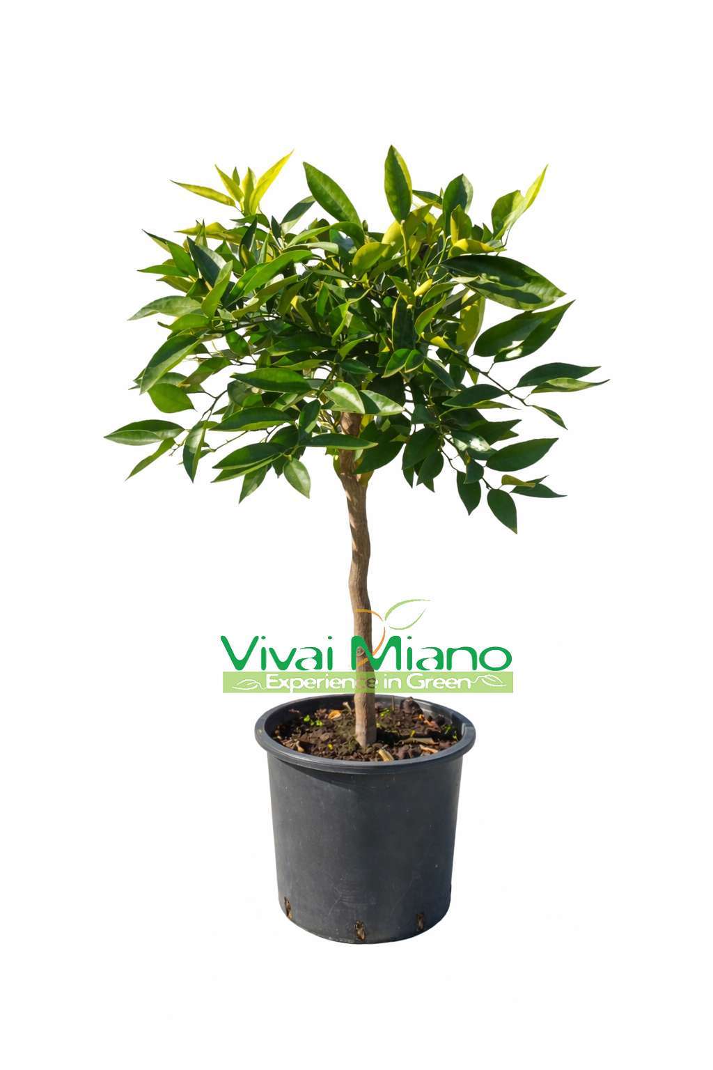 Klementin növény (20-as cserép)