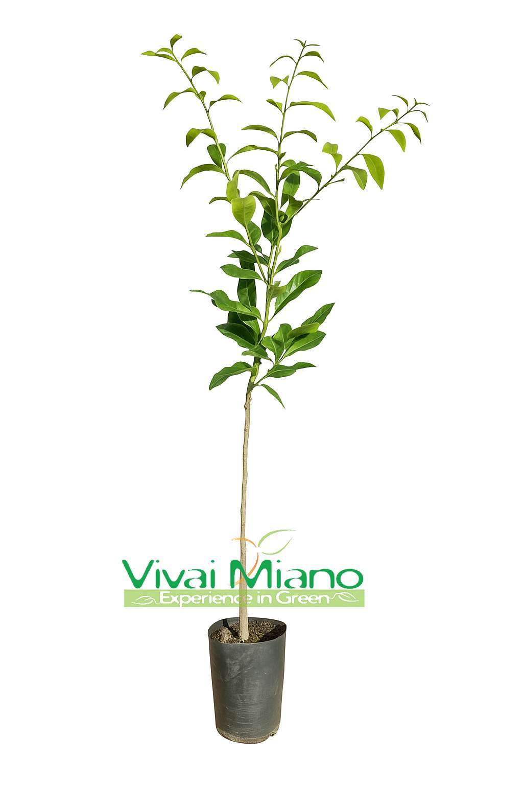 Kaffir lime (Citrus hystrix) növény