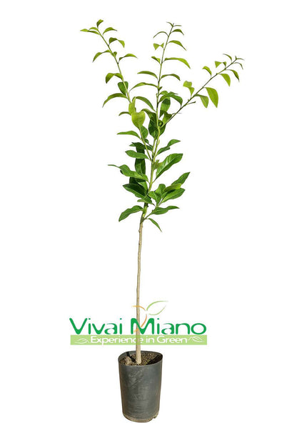 Kaffir lime (Citrus hystrix) növény