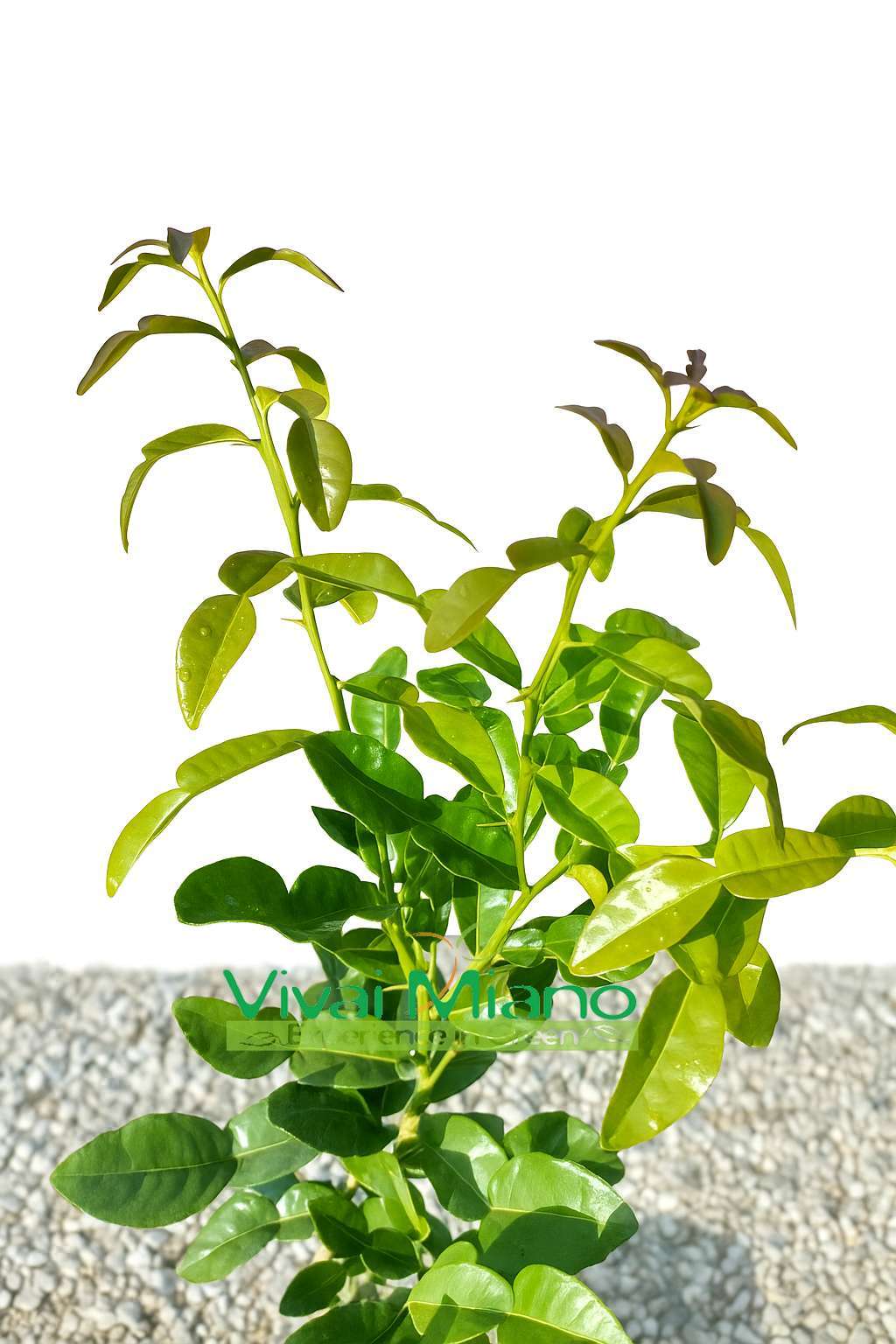 Kaffir lime (Citrus hystrix) növény (20-as cserép)