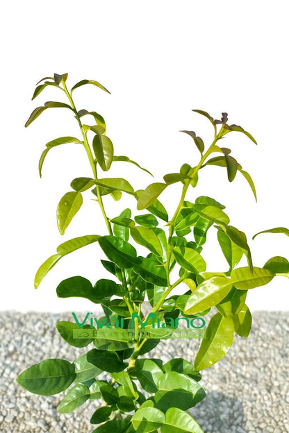 Kaffir lime (Citrus hystrix) növény (20-as cserép)