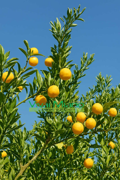Finger Lime Eremorange vagy sárga (cserép - 20) növény
