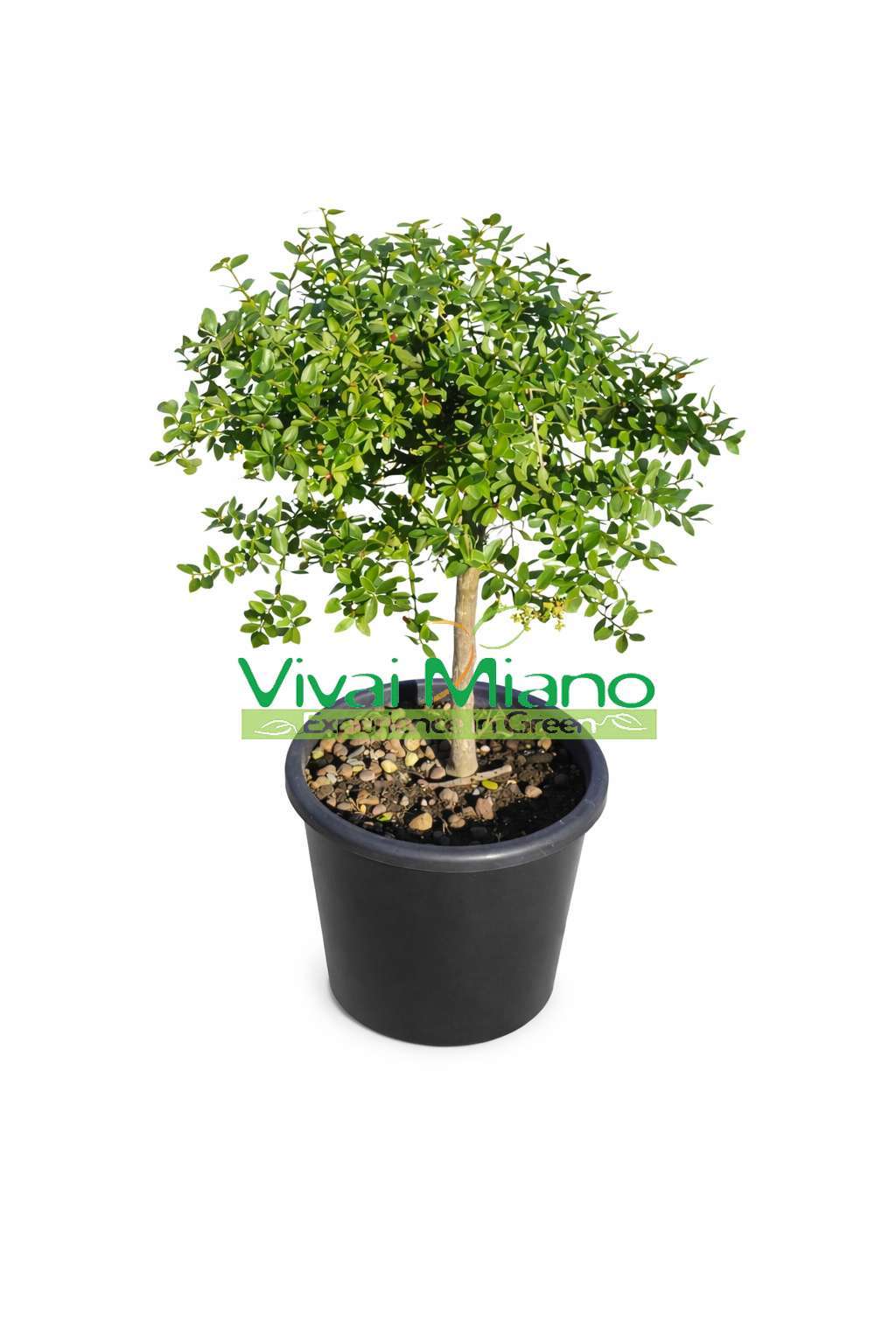 Vörös ujjlime növény (cserép - 20)